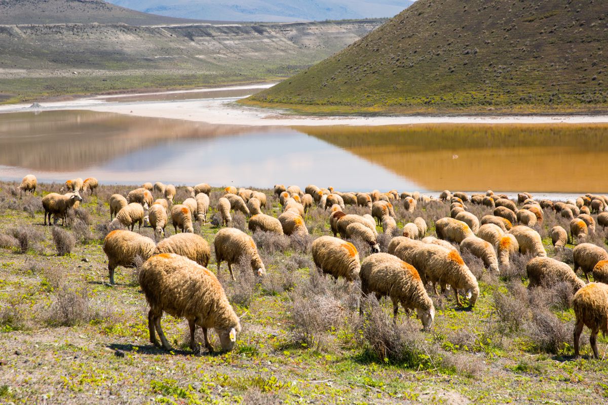 International Investors Chile