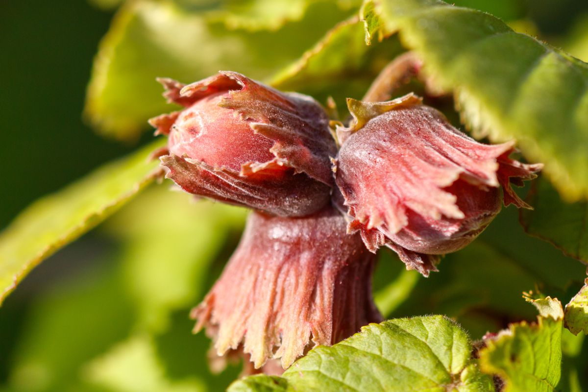Three small pink flowers with brown centers. The flowers are on a green leaf. The flowers are very small and are close to each other